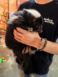 -Zoolung Zoolung动物主题公园(海信广场店)