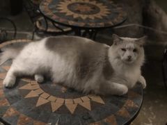 -猫猫幼稚园·撸猫·桌游·电玩