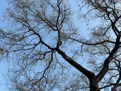 -大学习巷清真寺