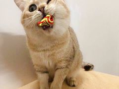 -Bastet sally猫舍购宠(静安店)