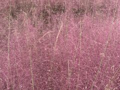 -中国天府农业博览园