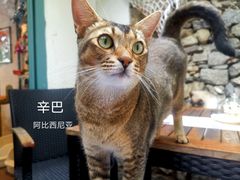 -喵屿·大理花园猫咖