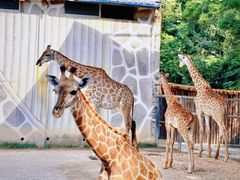 -泉州海丝野生动物世界