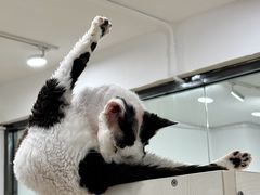 -有喵·猫咖·狗咖·30几只猫10只小狗(岗厦店)