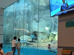 -帝企鹅自助餐厅•儿童岛•真企鹅(长隆企鹅酒店)