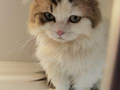 -十月米努特矮脚猫舍
