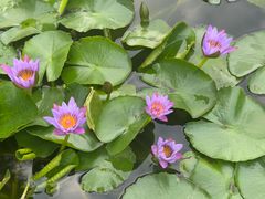 -三亚海棠湾万丽度假酒店