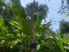-中国科学院西双版纳热带植物园