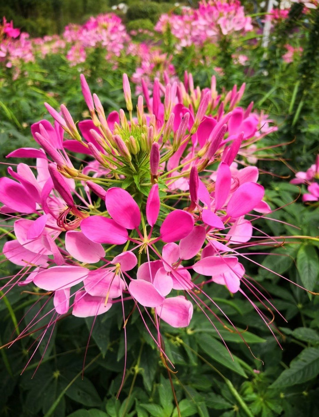 醉蝶花:梦幻般的粉色浪漫,花园里的闪耀明星