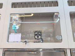 -唐小姐の私宠·宠物洗护美容·撸猫馆·购宠(周浦万达旗舰店)