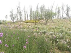 -白鹭湾湿地公园