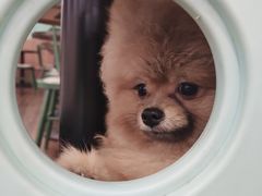 -柯斗斗主题餐厅·狗咖·围炉煮茶·茶饮(国瑞升平里店)