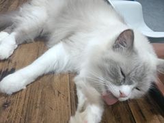 -松果猫咖(桐乡吾悦金街店)