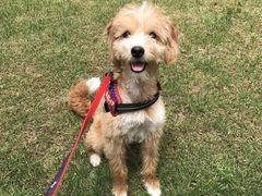 -Oh My Dog宠物沙龙(伊珊娜皮毛护理店)