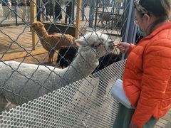 -长白岛森林公园