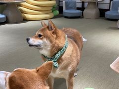-逗柴咖啡屋·狗咖猫咖宠物桌游