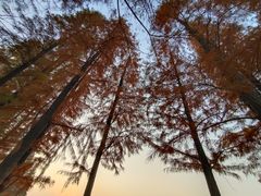 -艾溪湖湿地公园