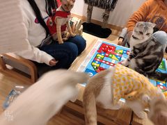-逗柴咖啡屋·狗咖猫咖宠物桌游