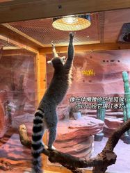 -Zoolung Zoolung动物主题公园(海信广场店)