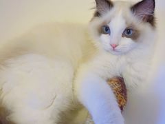 -猫十亿·布偶金渐层·曼基康矮脚猫舍(青年路店)
