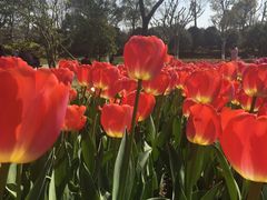 -上海鲜花港