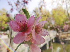 -三忘湖 SWANSEEN(柳荫公园店)