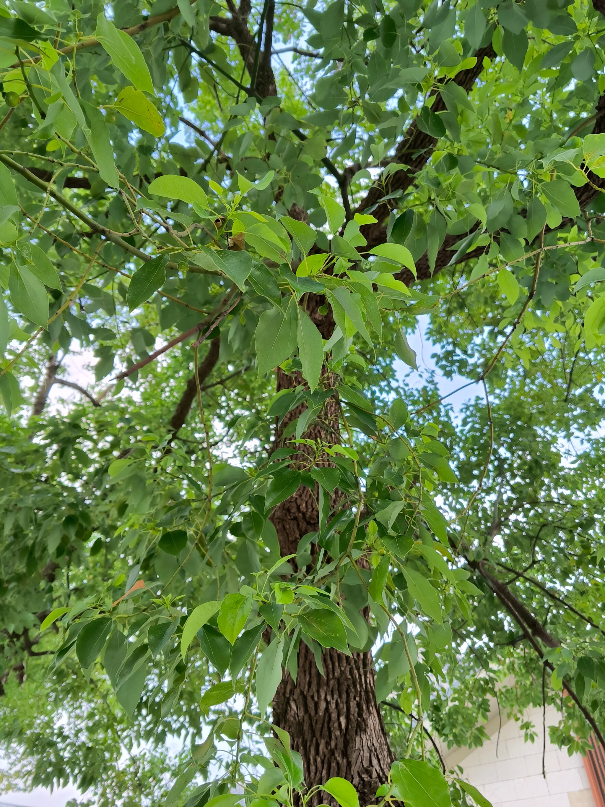 每天认识一种植物|香樟树