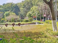 -东莞植物园
