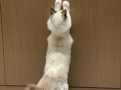 -猫十亿·布偶金渐层·曼基康矮脚猫舍(青年路店)