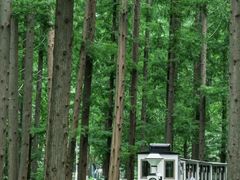 -黄海国家森林公园