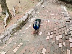 -泉州海丝野生动物世界