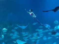 -烟台海昌鲸鲨海洋公园