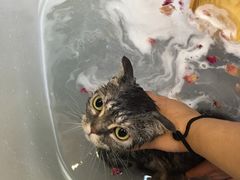 -爱宠屋pet shop·宠物洗澡·宠物美容