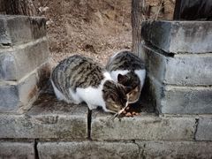 -蟠龙山长城景区