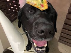 -百好乐宠物友好餐厅(朝外大街店)