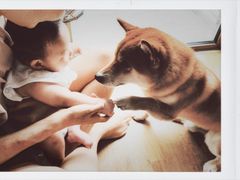 -多乐狗狗宠物训练工作室