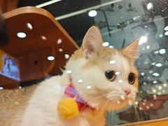 -欣宠猫屋·矮脚拿破仑·蓝金金渐层