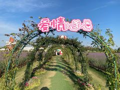 -荷兰花海