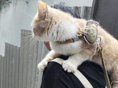 -观音桥步行街