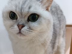 -李小姐の猫咖啡馆(五角场店)