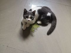 -lincat·猫舍(广州店)