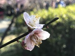 -无锡梅园公园