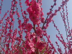 -昆山城市生态森林公园