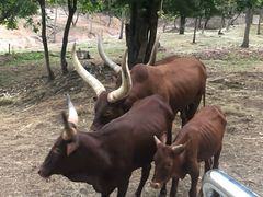 -清迈夜间动物园