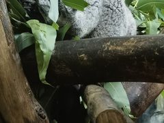 -广州长隆野生动物世界