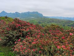 -贵州百里杜鹃风景名胜区