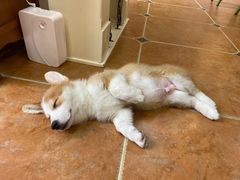 -柯斗斗主题餐厅·狗咖·围炉煮茶·茶饮(国瑞升平里店)