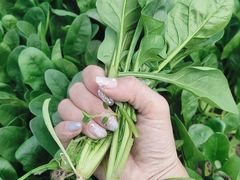 -喜杨洋草莓采摘园