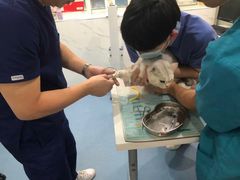 -伟伟宠物医院·CT影像中心·瑞派犬猫综合性门诊(汉口总院)