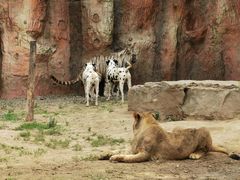 -北京野生动物园